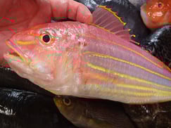 イトヨリダイの寿司　デリバリー