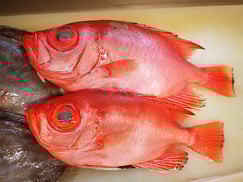 チカメキントキ　宅配寿司