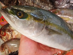 イナダの寿司　出前