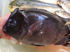 メジナの寿司　デリバリー