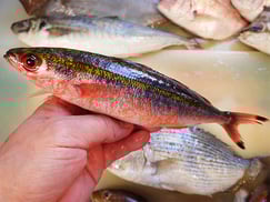 日本橋本石町　寿司　出前　タカサゴ