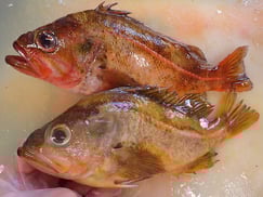 ヤナギノマイ　知床　羅臼　未利用魚