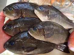 メジナの寿司　デリバリー