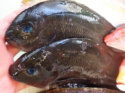 メジナの寿司　デリバリー