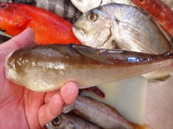 カナトフグの寿司　デリバリー