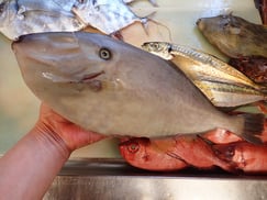 SDGs　ウスバハギの寿司　美味しいお寿司　出前