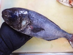 目鯛　大船渡　未利用魚