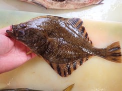 ヌマガレイ　大船渡　未利用魚