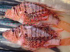 ミノカサゴの寿司　デリバリー