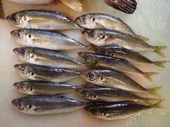 SDGs　マアジの寿司　デリバリー　出前