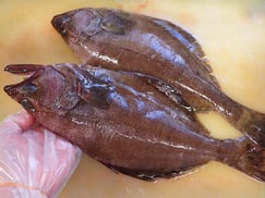 ソウハチガレイ　羅臼　未利用魚