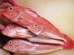 カナガシラ　大船渡　未利用魚