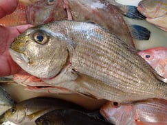 ヘダイの寿司　デリバリー