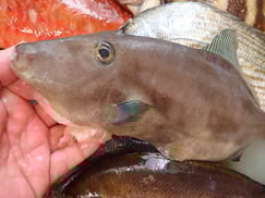 ウマヅラハギの寿司　デリバリー