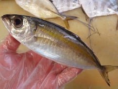 メアジ　高級　寿司　出前