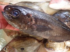 目鯛の寿司　デリバリー