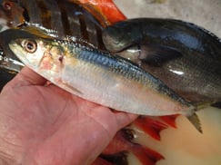 ニシンの寿司　デリバリー