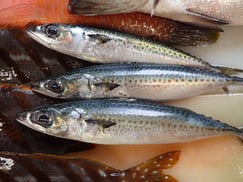 ゴマサバの寿司　デリバリー