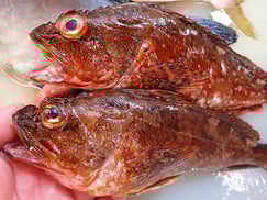 ウッカリカサゴの寿司　出前