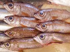 クロムツ　未利用魚