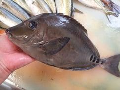 ニザダイの寿司　美味しいお寿司　出前