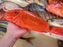 ホウライヒメジの寿司　デリバリー