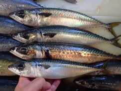 マサバ　ゴマサバの寿司　美味しいお寿司　出前