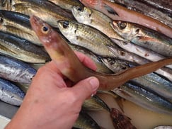 ギンアナゴの寿司　デリバリー