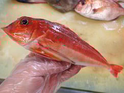 カナガシラ　大船渡　未利用魚