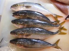 イナダの寿司　デリバリー　出前