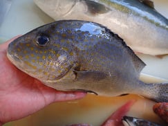 コロダイの寿司　デリバリー　出前