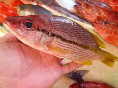 ヨコスジフエダイの寿司　デリバリー　出前