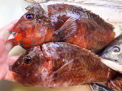 ブダイの寿司　デリバリー