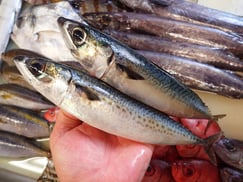 ゴマサバの寿司　美味しいお寿司　出前