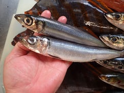 ウルメイワシの寿司　デリバリー