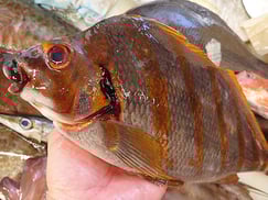 タカノハダイのにぎり　寿司　出前