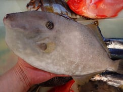 ウスバハギの寿司　デリバリー