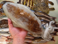 アオリイカの寿司　デリバリー