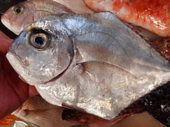 イトヒキアジの寿司　デリバリー