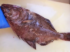 アブラガレイ-寿司-出前