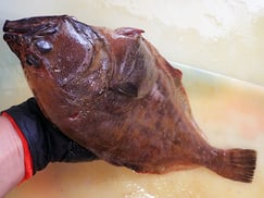 ソウハチガレイ　羅臼　未利用魚