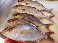 カンパチの寿司　美味しいお寿司　出前