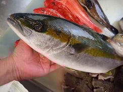 ヒラマサ　寿司　出前