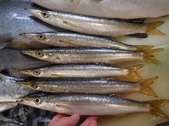 カマスの寿司　デリバリー