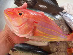 イトヨリダイの寿司　デリバリー