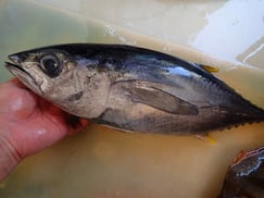 コシナガの寿司　出前　デリバリー