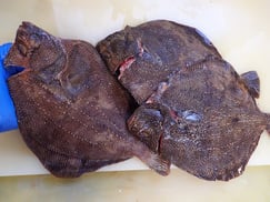 サメガレイ　羅臼　未利用魚