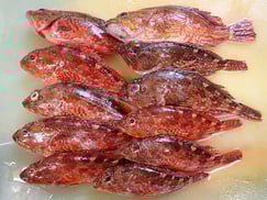 ウッカリカサゴの寿司　デリバリー　出前