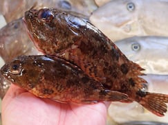 SDGs　ウッカリカサゴの寿司　美味しいお寿司　出前