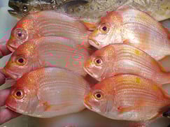 レンコダイの寿司　デリバリー